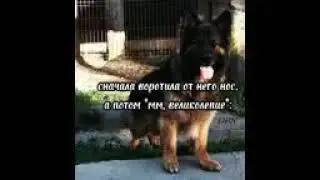 Эдит немецкая овчарка мой предпочтения!!😊🐾🤫