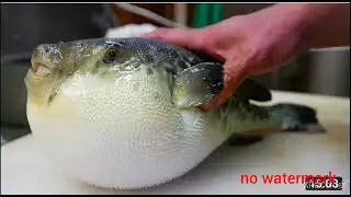 Live Fugu Pufferfish