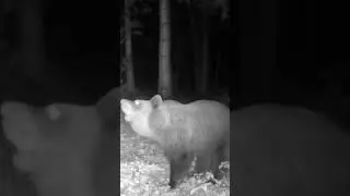 Дикий медведь ест яблоки 