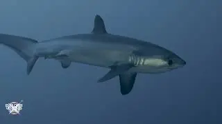 Red Sea Livaboard Diving / Grand Sea Explorer