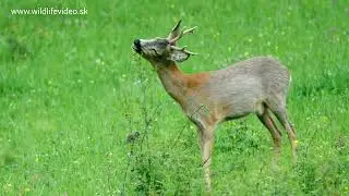 Máj 2024 - Májový srnec