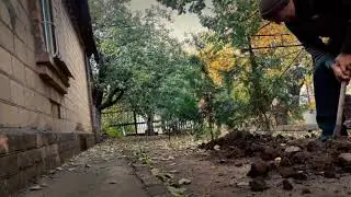Пересаживаю туи
