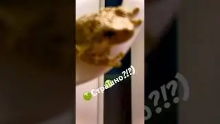🤢Страшно, мы не знаем, что это такое!