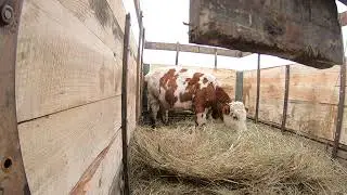Лечим бычка ,Продали бычка в соседнее село мужикам
