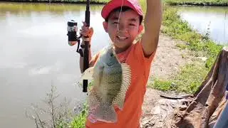 câu cá rô phi giật mỏi tay