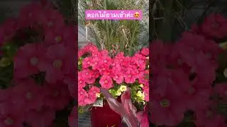 ดอกไม้สวยๆ Beautiful Flowers! #flowers #beautiful #ดอกไม้ #ดอกไม้สวยงาม
