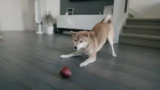 An apple a day... | Bagel the Shiba