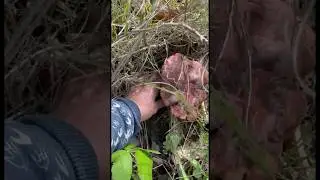 Насколько вы знаете грибы? Проверим свои знания? Пишите ваши варианты 👉 #mushroom #природа #fungi