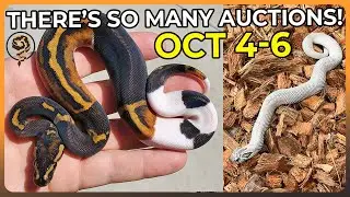 So Many Morphmarket Auctions to Start October! (10/4-10/6)
