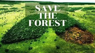 Why Save The Forest? [Benefits of the Forest] - Animation
