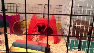 HUGE New Cage + Huge Updates! | MUST WATCH