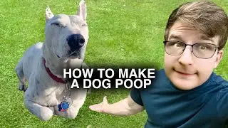 HOW TO MAKE A DOG GO POOP!