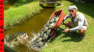 We BUILT a POND STOCKING Blue Gil Auto FEEDER for My GIANT PET BASS!