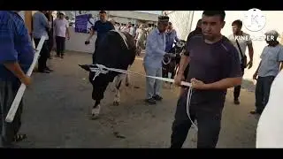 Olti ariq juma chorva bozori. HAMMAGA INSOF BERSIN .01,07,22