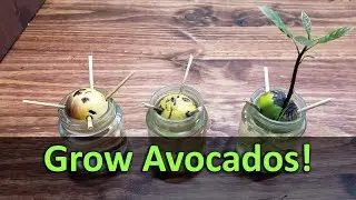 How To Grow An Avocado Plant From Seed