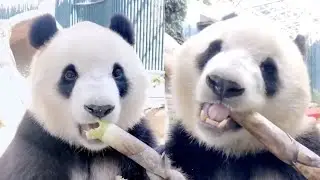 Panda eating bamboo shoot use hands peeling leaves skillfully 🔴 Panda Food | Cute Animals 2020