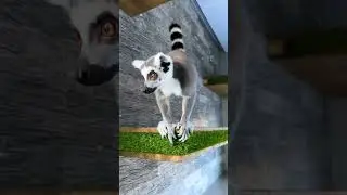 Лемуры поют песни 😻