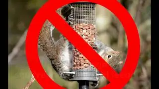 Stop squirrels in their tracks