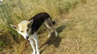 Езерце специално за моите патета