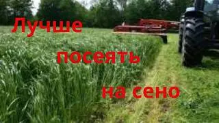 Какую траву лучше сеять на сено Костер безостый Что сеять на сено Сельская жизнь @zhyttya-v-seli