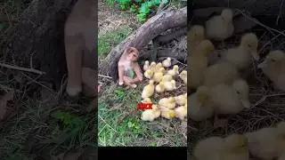 Friendship of dog and duck