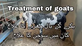 Bakre Ke Baal Jhadne ka ilaaj | Bakre Ke Kaan Mein Sujan Ka ilaaj | Hindi/Urdu