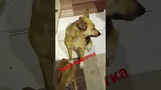 Красотка