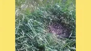 Муравейник в поле!красные муравьи!