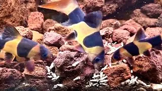Feeding our Clown Loaches over 100 snails!