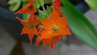 Why is My Orange Star Plant Leaves Turning Yellow? - Reason(and Fix)