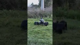 Mowing with the dually kart is so much funner 💯 #shorts #dually #gokart #diy #howto