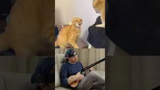 Singing Cat - Cat Song! #cats #singingcat #catsong #cat #funnycats #catremixsong #talkingcats