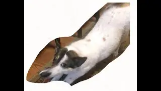 Let me do it for you (animation meme) #shorts #borzoimeme #letmedoitforyou