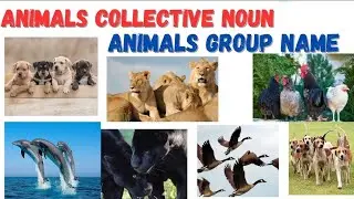 Animals Collective Noun || Animals Groups Name || @HeyEnglish09