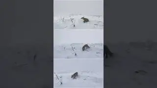 Лиса #mountain #winter #snowflakes #fox