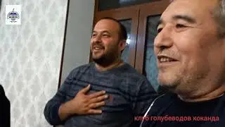 Узбекские двухчубие голуби Намангана (ноябр 2021 года)