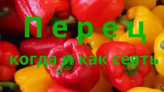 Какой перец посадить Когда сеять сладкий перец на рассаду Как сеять перец на рассаду Сельская жизнь