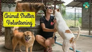 How to Volunteer at an Animal Shelter? How Do You Volunteer at an Animal Shelter?