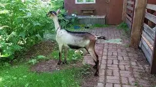 Альпийская коза Глафира, первый окот