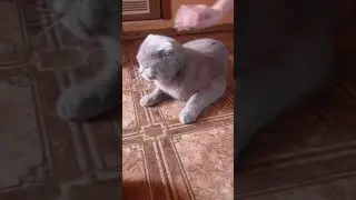 Строгий кот ештон😂😂😂