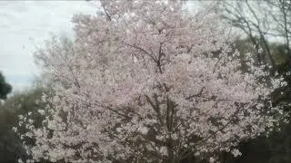 根岸森林公園 桜 2023