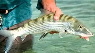 Loudfish