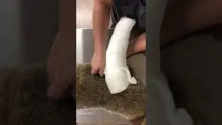 RobertJonesBandageCanine