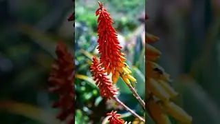 Aloe Vera Flower Blooms (Plants) #shorts