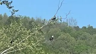 Crow chases off Bald Eagle