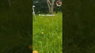 Грибы на даче - Seedlandia.ru - саженцы и семена декоративных  растений по  низким ценам