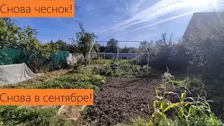 Сентябрь 2024. И снова сентябрьская посадка чеснока! Замочим в биопрепаратах!