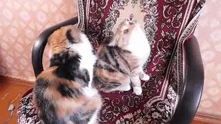 DSCN4529