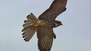 Falcon's Ultimate Bird Catch 2024