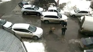 Отлов собак